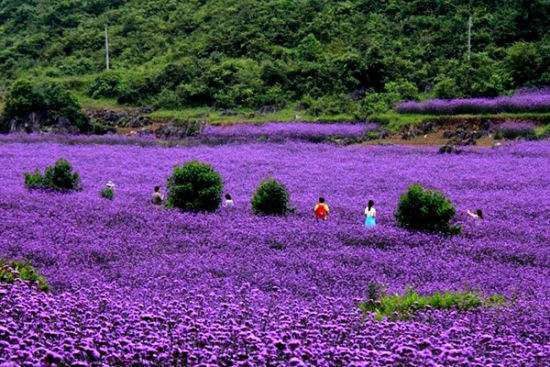 薰衣草基地